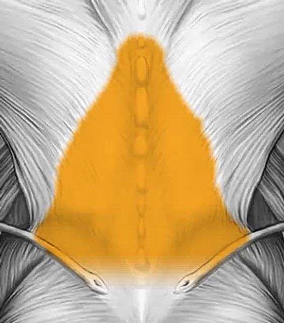 Lower back — Muscle parts: Spinal erectors