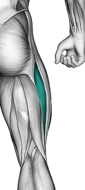 Quadriceps — Muscle parts: Rectus femoris, Vastus lateralis, Vastus medialis, Sartorius (Back)