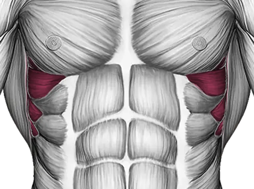 Serratus — Muscle parts: Serratus