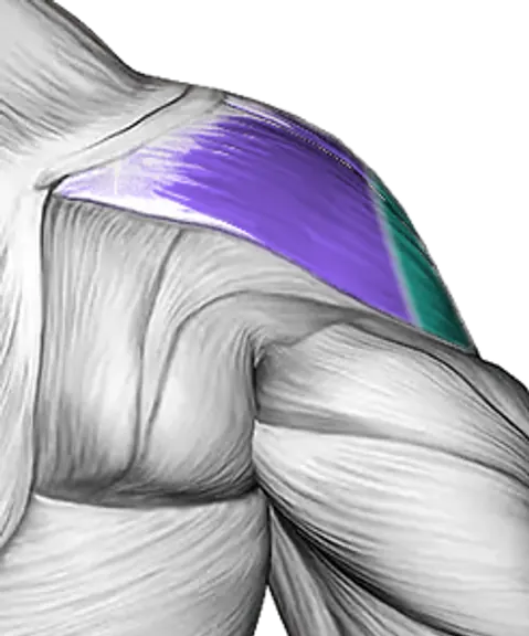 Shoulders — Muscle parts: Front delts, Side delts, Rear delts (Back)