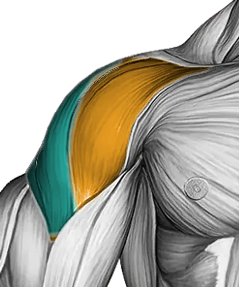 Shoulders — Muscle parts: Front delts, Side delts, Rear delts (Front)