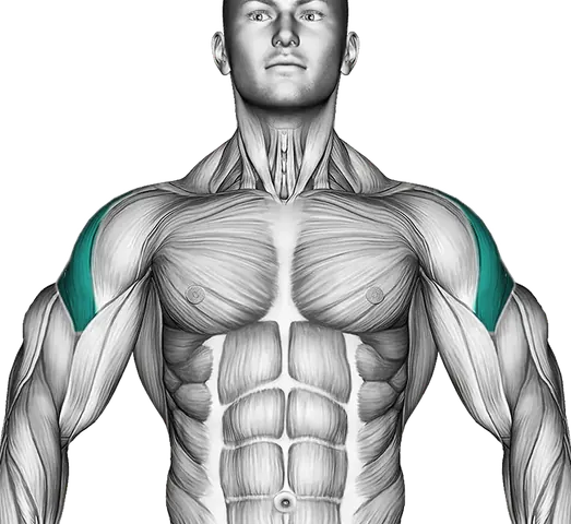Side delts — Muscle parts: Side delts (Front)