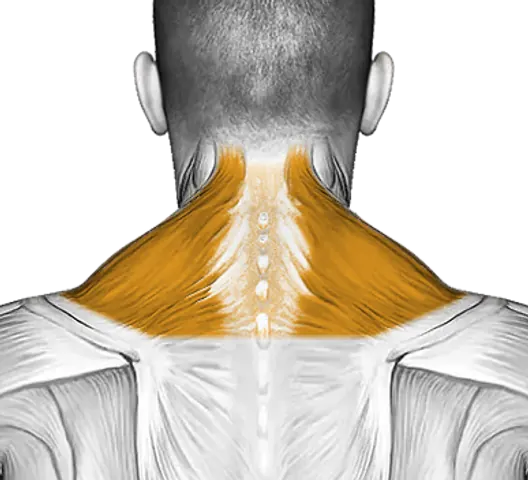 Traps — Muscle parts: Upper traps (Back)