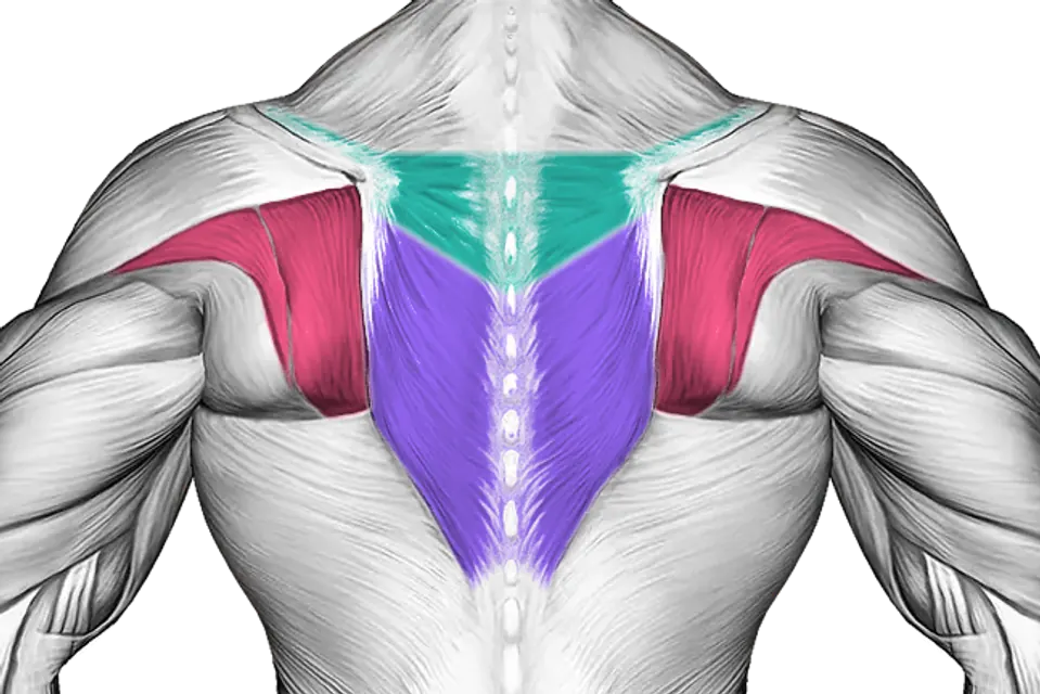Upper back — Muscle parts: Middle traps, Lower traps, Rotator cuff