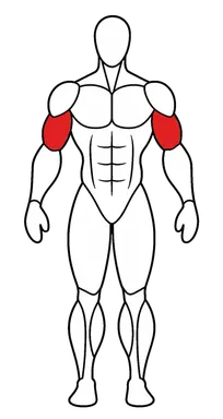 Biceps — the front, and the smaller half