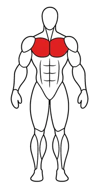 Chest — the prime mover
