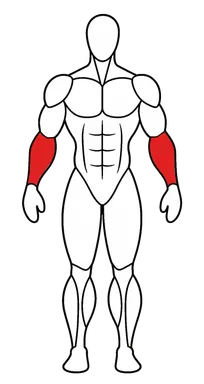 Forearms — grip, and visible arm thickness