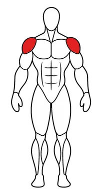 Front delts — shoulder flexion