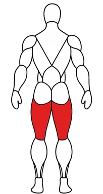 Hamstrings — stabilise knee and hip