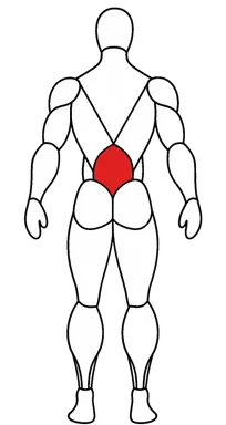 Lower back — holds the torso angle